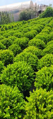 buxus