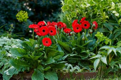 Garden Gerbera Garvinea® Sweet Chili