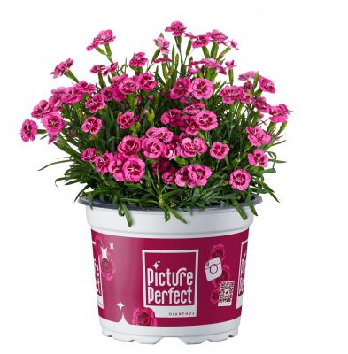 Dianthus Picture Perfect®