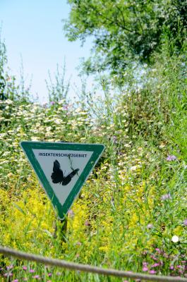 Insektenfreude im Beet