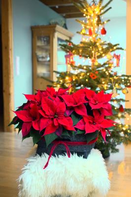 Poinsettia Christmas Time