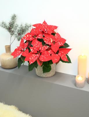 Poinsettia Fantasy Star® Orange