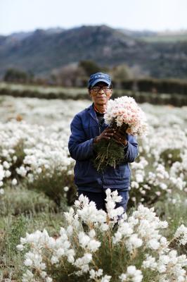 Schnittblumen aus Südafrika