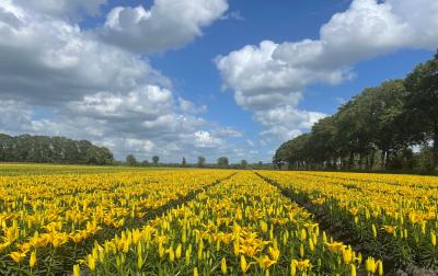 bulb cultivation: lilies in the field