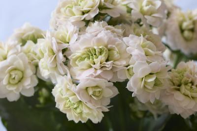 Closeup Kalanchoë Supernova